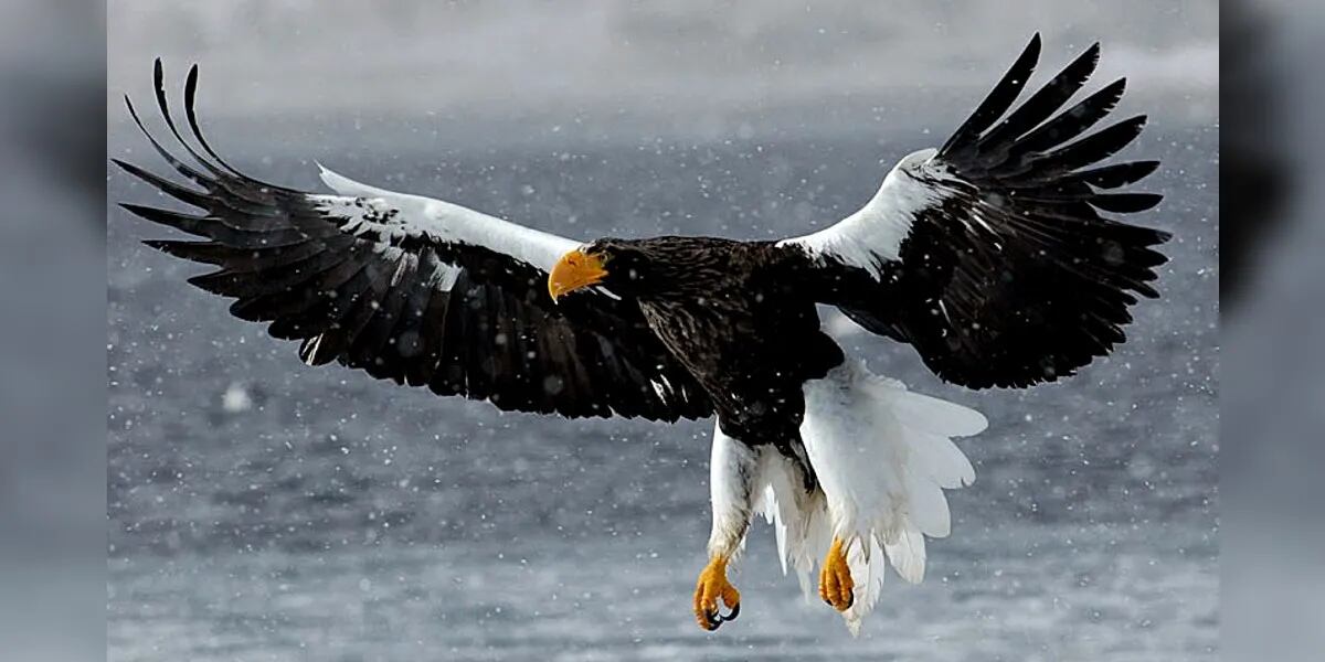 Mostraron el momento exacto del nacimiento de un águila en peligro de  extinción: “Simplemente, perfecto” | La 100