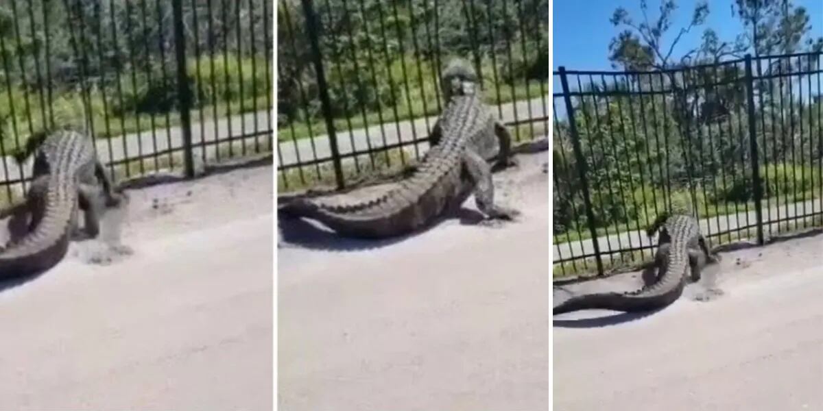Un cocodrilo escapó por una reja y sembró el pánico: "Es mi pesadilla"