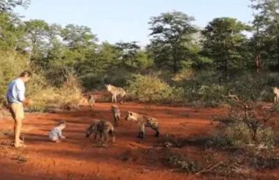 Viral | La nena de 2 años que se hizo amiga de hienas salvajes y sorprende al mundo