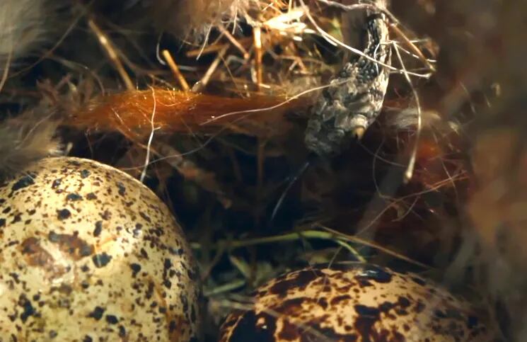 La serpiente come huevos elige cuál de ellos tiene el tamaño adecuado para poder alimentarse (Foto: captura de video).