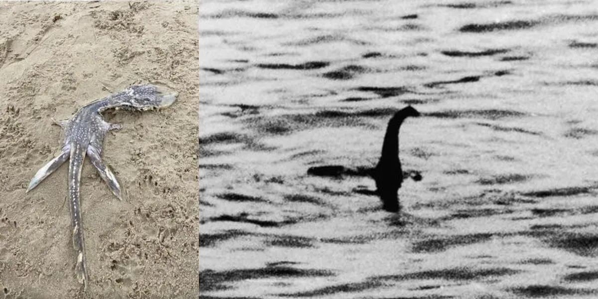 Caminaba por la playa y se encontró con el “bebé” del monstruo del lago Ness:  “Un dinosaurio marino” | La 100