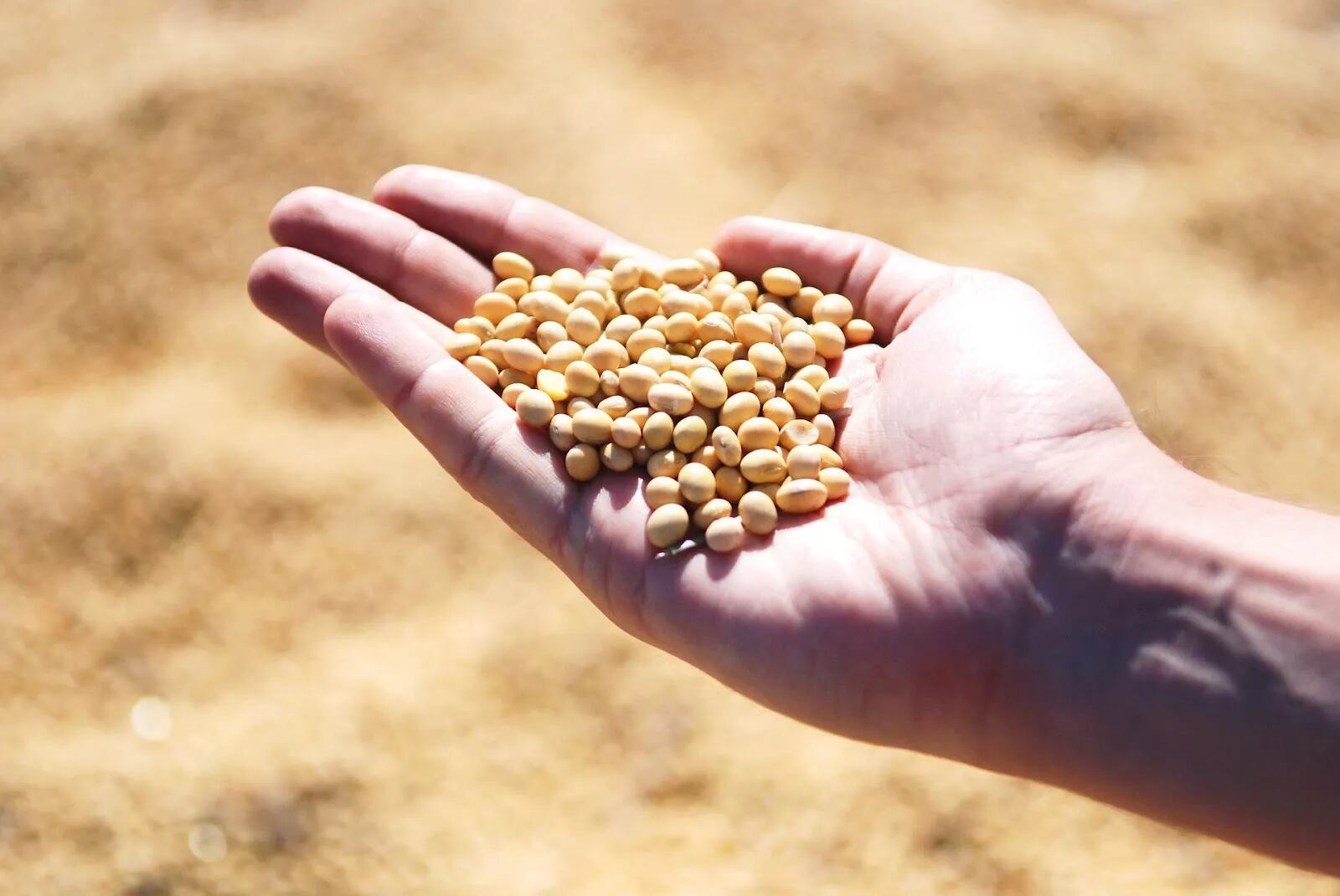 Sembrá Evolución: nuevo sistema de comercialización de semillas