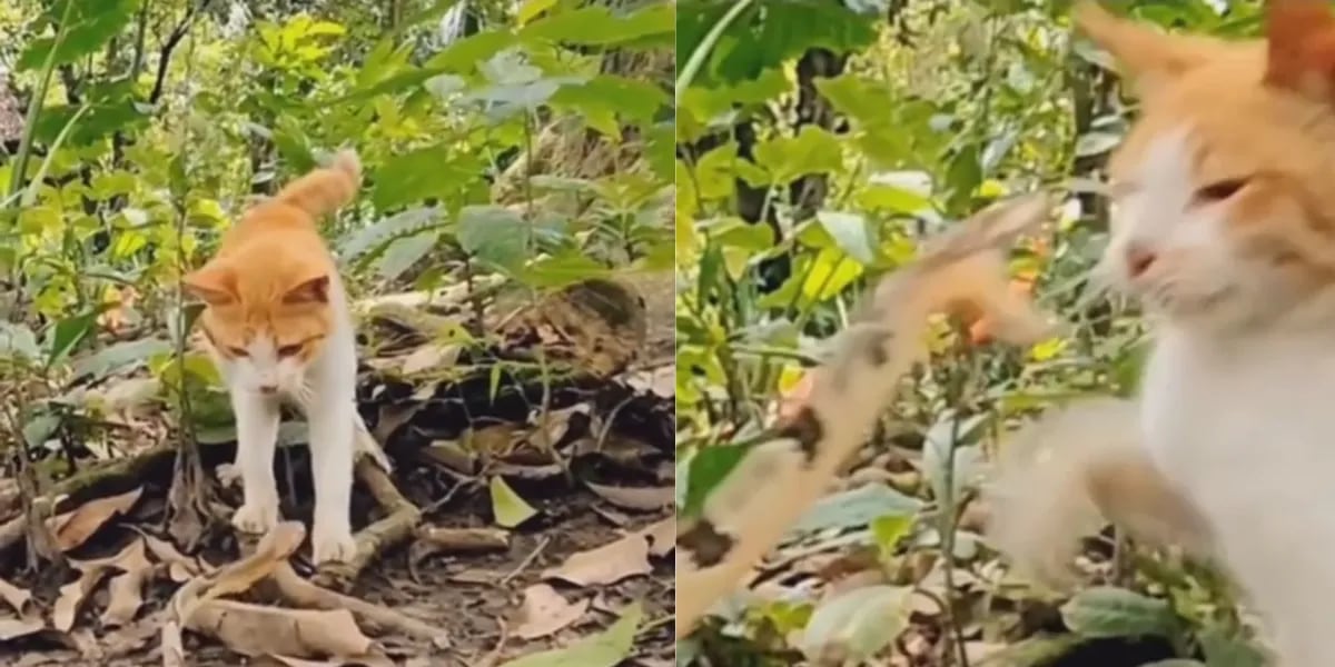 El video de la desesperante pelea entre un gato y una serpiente dejó por el piso a las redes: “Artes marciales”