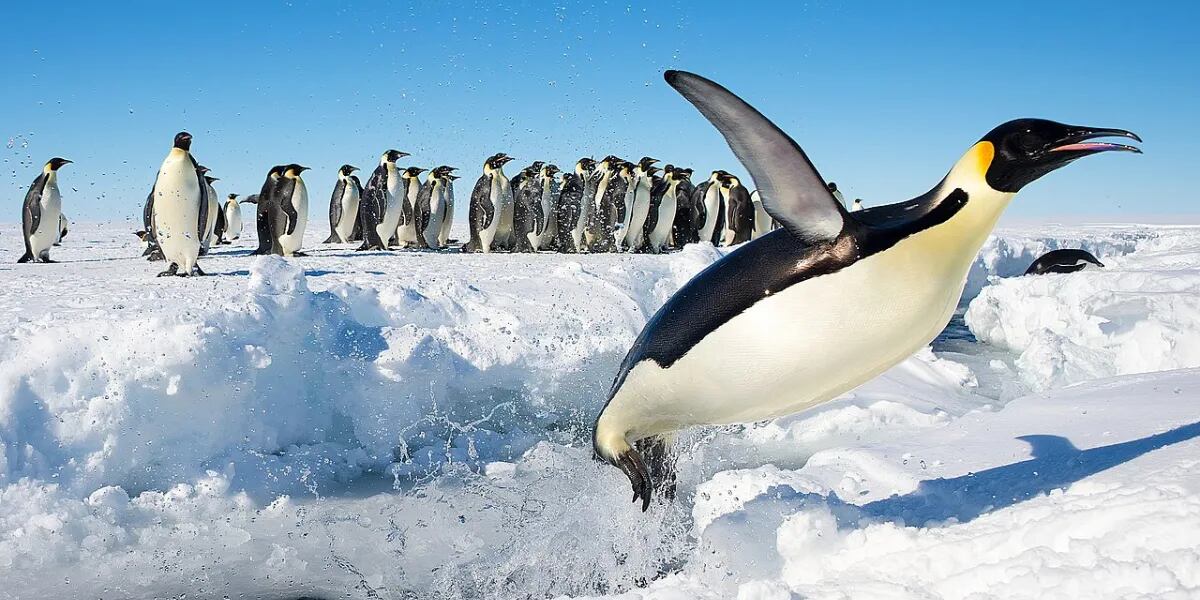 Día de la Antártida Argentina: por qué se celebra hoy 22 de febrero