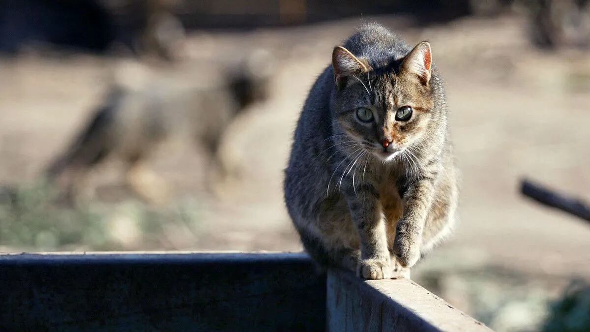 5 costumbres que los gatos odian de los humanos