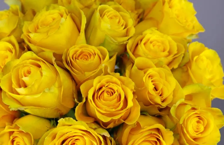 Rosas amarillas: qué significan cuando te las regalan | La 100