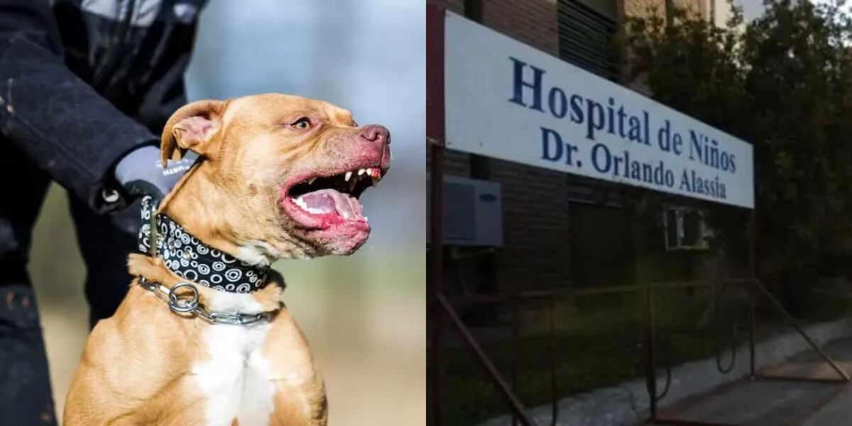 Horror en Santa Fe: un pitbull desfiguró a una nena de dos años, sufrió hundimiento de cráneo y lucha por su vida