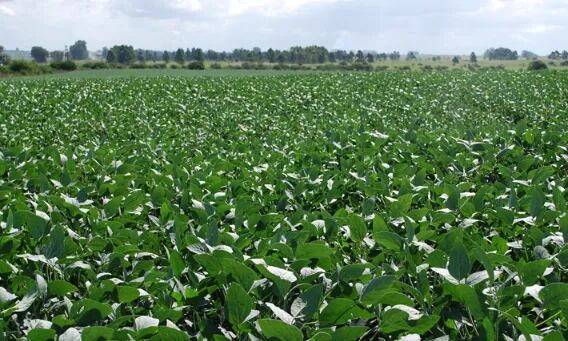 Córdoba: En la campaña 2021/22 se produjeron 11,6 millones de toneladas de soja