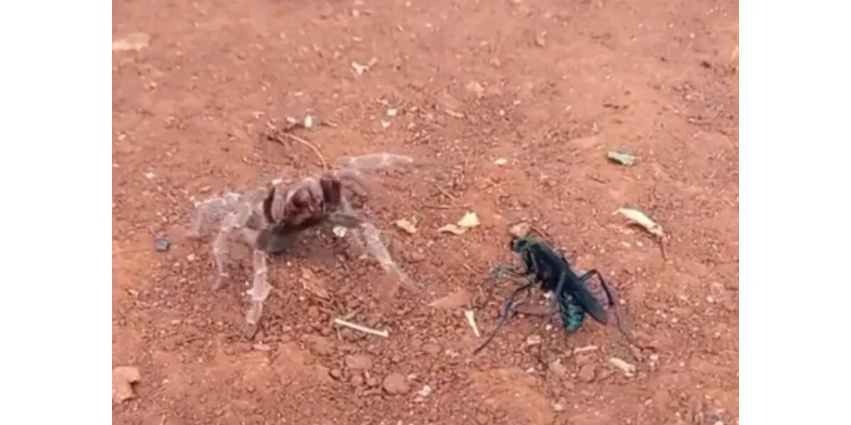 Filmaron en Misiones la pelea entre una tarántula y una avispa negra