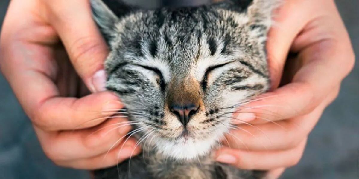 Por qué los gatos en pandemia se estresan y elevan su ansiedad