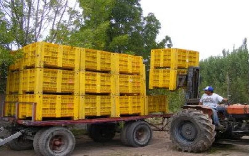 El gobierno argentino se defiende: no existen fundamentos técnicos para justificar el bloqueo comercial de peras y manzanas por parte de Brasil