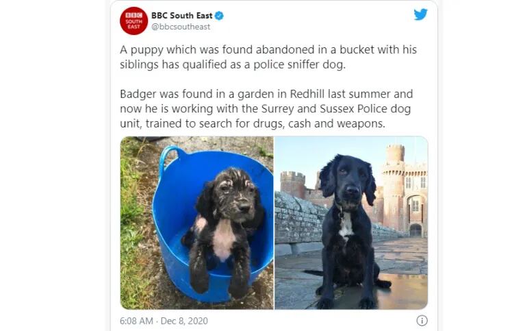 Rescataron a un cachorro que habían tirado a la basura y ahora se convirtió en perro policía