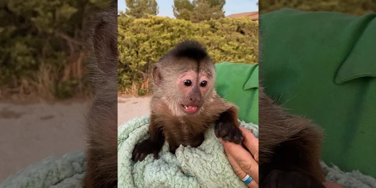 La policía recibió un extraño llamado, lo rastrearon y terminaron en el zoológico: “El mono capuchino”