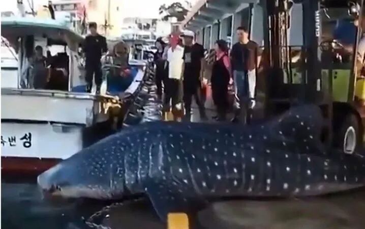 Gigantesca criatura marina deja en shock a todos en las redes