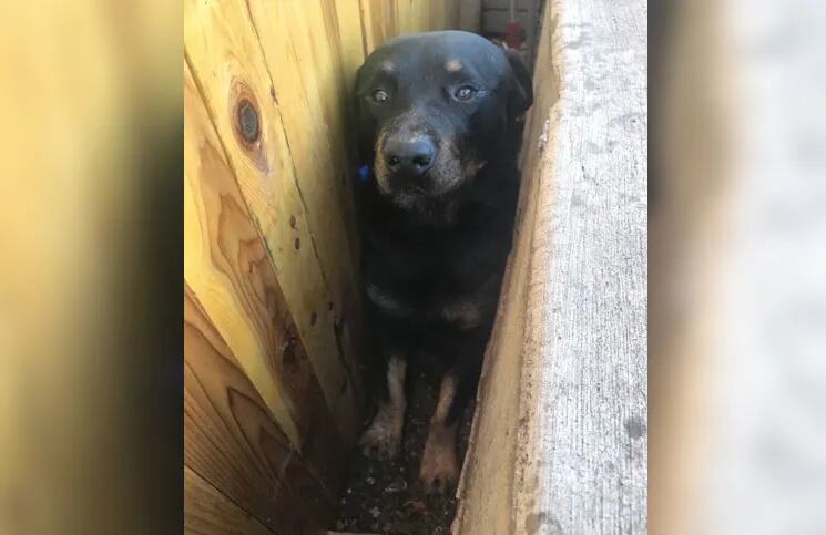 El desesperante rescate de un (temeroso) perro Rottweiler atrapado en una zanja