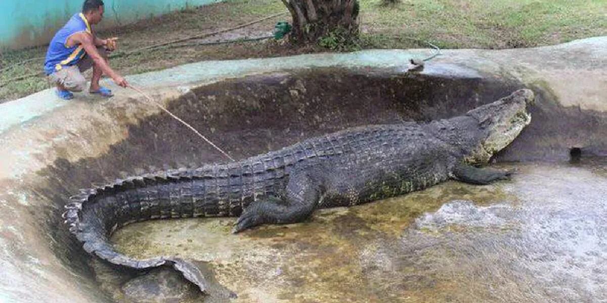 La historia detrás de la foto viral de Lolong, el cocodrilo en cautiverio más grande del mundo