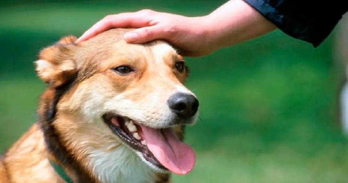 Cómo acariciar a un perro desconocido: 6 consejos para saber si es receptivo a tus mimos