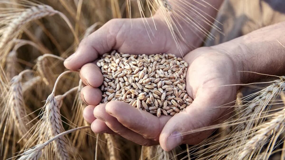 Se estima un aumento del 42% en la producción triguera y de cebada