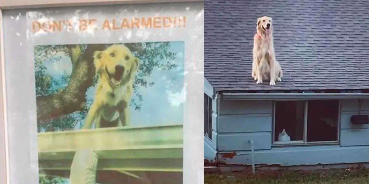 Un perro tiene una rara costumbre que hizo que colocaran un cartel de advertencia en la puerta de su casa