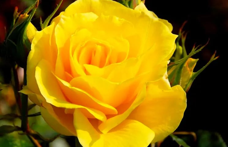 Rosas amarillas: qué significan cuando te las regalan | La 100