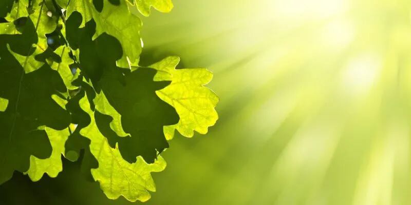 Gerenciar la fotosíntesis, el camino desde la agricultura a la bioeconomía