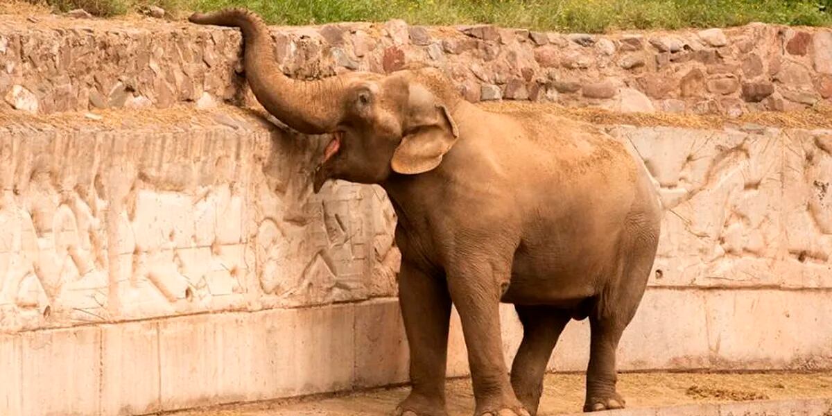 La elefanta Kenia se reunirá con Pocha y Guillermina: autorizaron su traslado al santuario de Brasil
