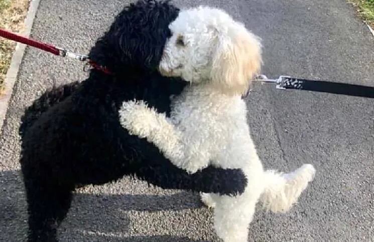 Los separaron de cachorros y se reencontraron 10 meses después: se dieron emotivo abrazo.