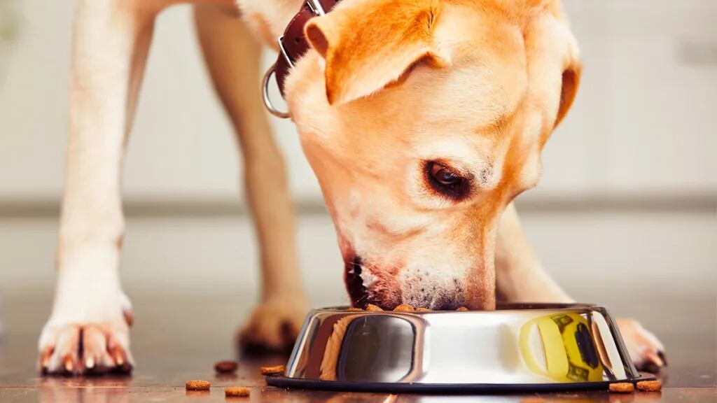 Alimentar a nuestro perro es una tarea que se tiene que hacer responsablemente