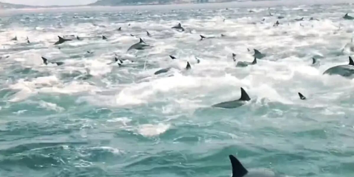 Video: delfines se reúnen para devorar bancos de peces y son atacados sorpresivamente por ballenas