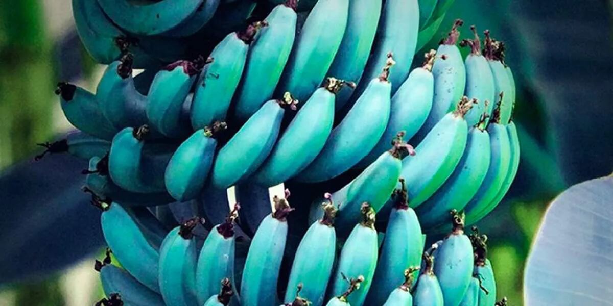 Cómo es el plátano azul, la fruta que crece de manera natural y tiene sabor a vainilla