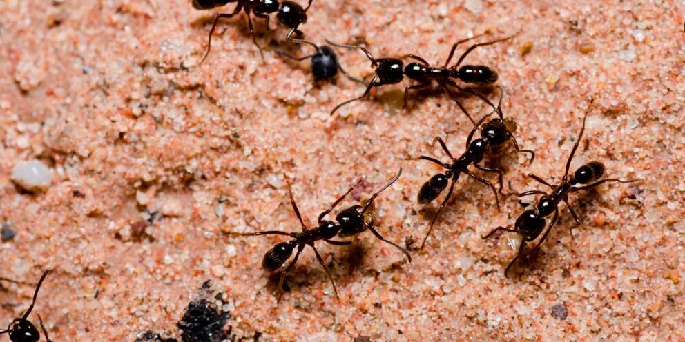 Cómo mantener alejadas a las hormigas de huertas y jardines