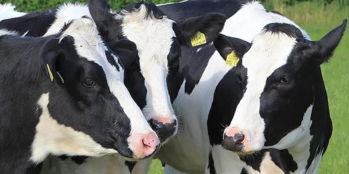 Las altas temperaturas afectan a la reproducción bovina 