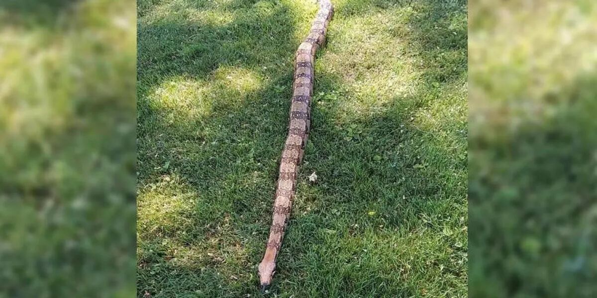 Encontró una boa constrictor de casi tres metros en el jardín de una casa: "Estaba aterrorizada"