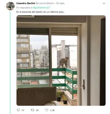 "Lugares raros donde encontraron a sus mascotas": el hilo de Twitter que se volvió viral