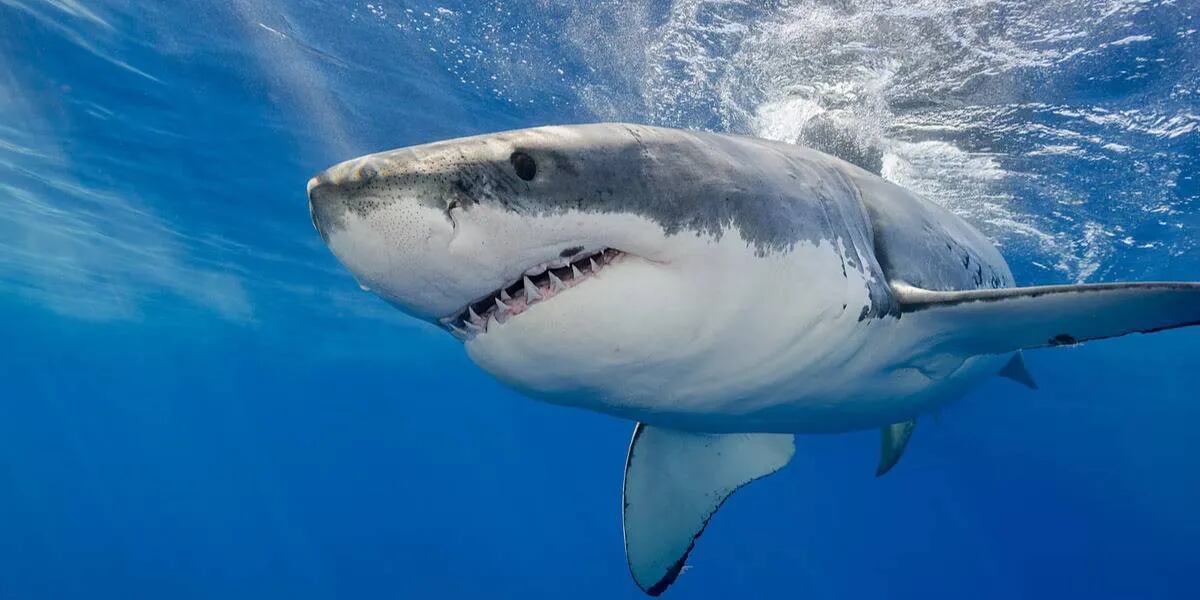 Atraparon un escalofriante “tiburón perro” con dientes afilados y ojos gigantes que horrorizó a los pescadores