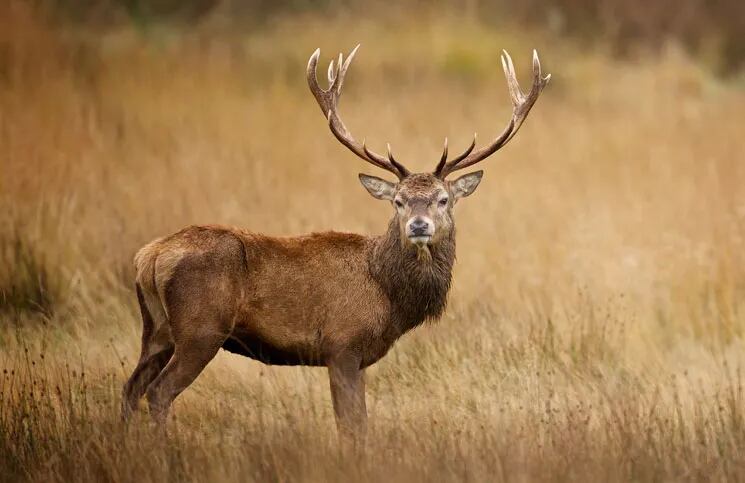 Un cazador le disparó a un ciervo, se acercó a ver cómo estaba y el animal lo mató