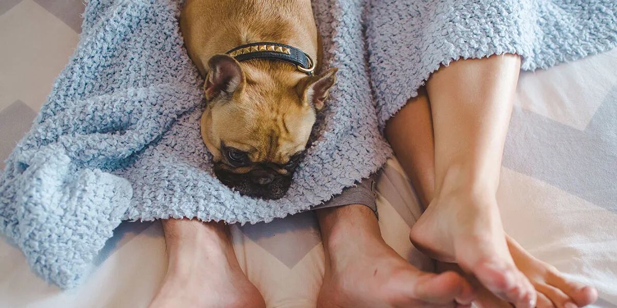 Por qué hay  perros que reaccionan cuando sus dueños tienen sexo