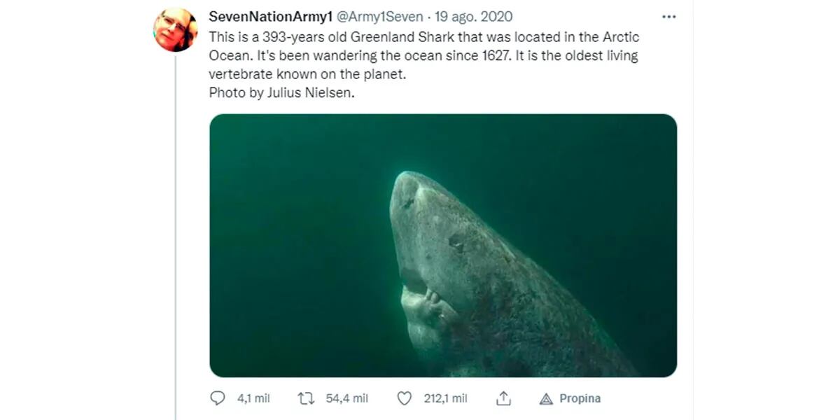 Descubrieron un tiburón que nació en el año 1505 y es el animal más viejo del mundo según los científicos
