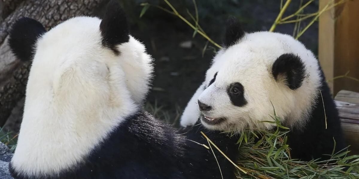 Una pareja de pandas predicen los partidos del Mundial Qatar 2022 : qué dicen de Argentina contra Arabia Saudita