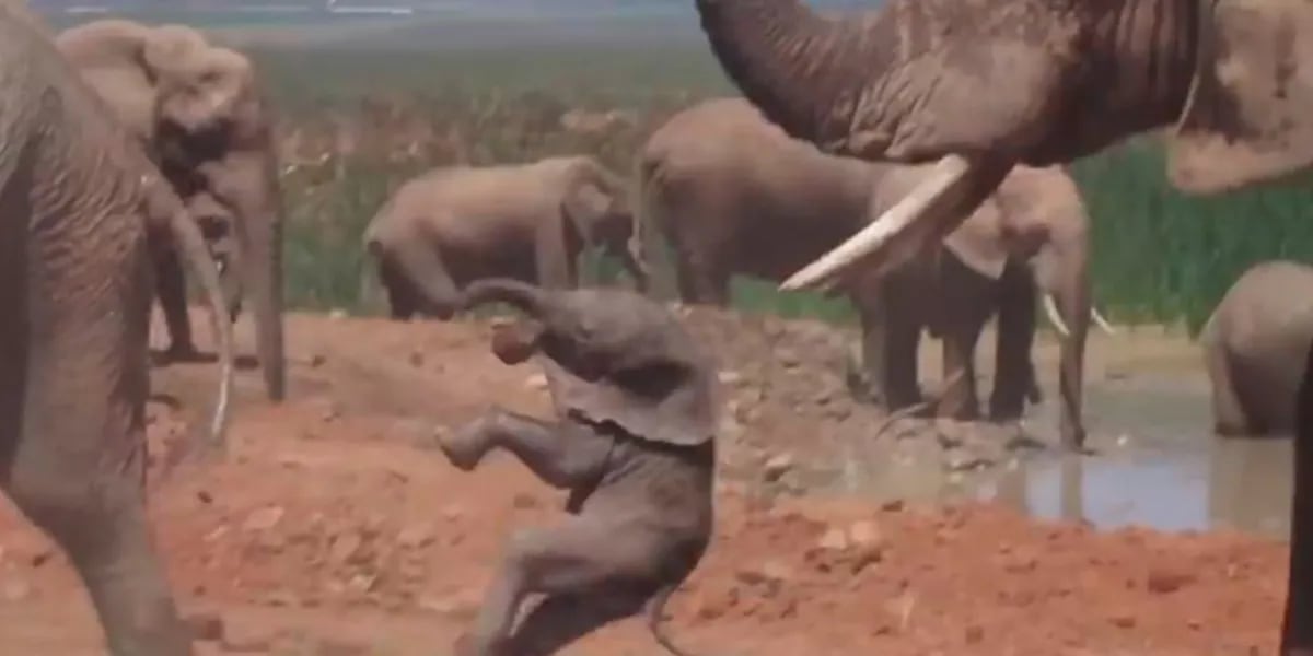 Elefante video