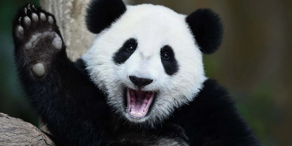 Asia: Encontraron restos fósiles de un panda gigante de hace más de 100 mil años