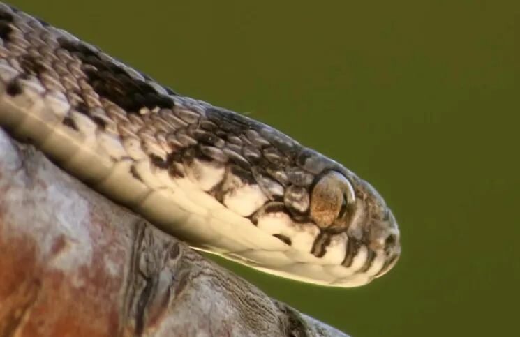 Solo el 5% de las serpientes de Sudáfrica se alimenta de huevos (Foto: captura de video. 