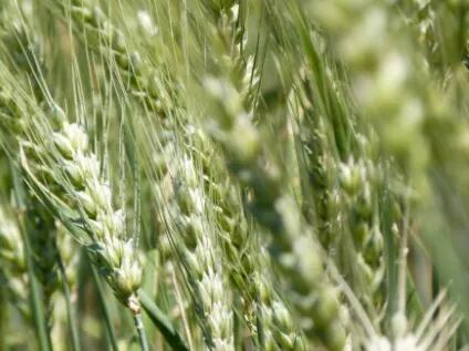 Cultivo de trigo: cómo hacerle frente a las malezas  