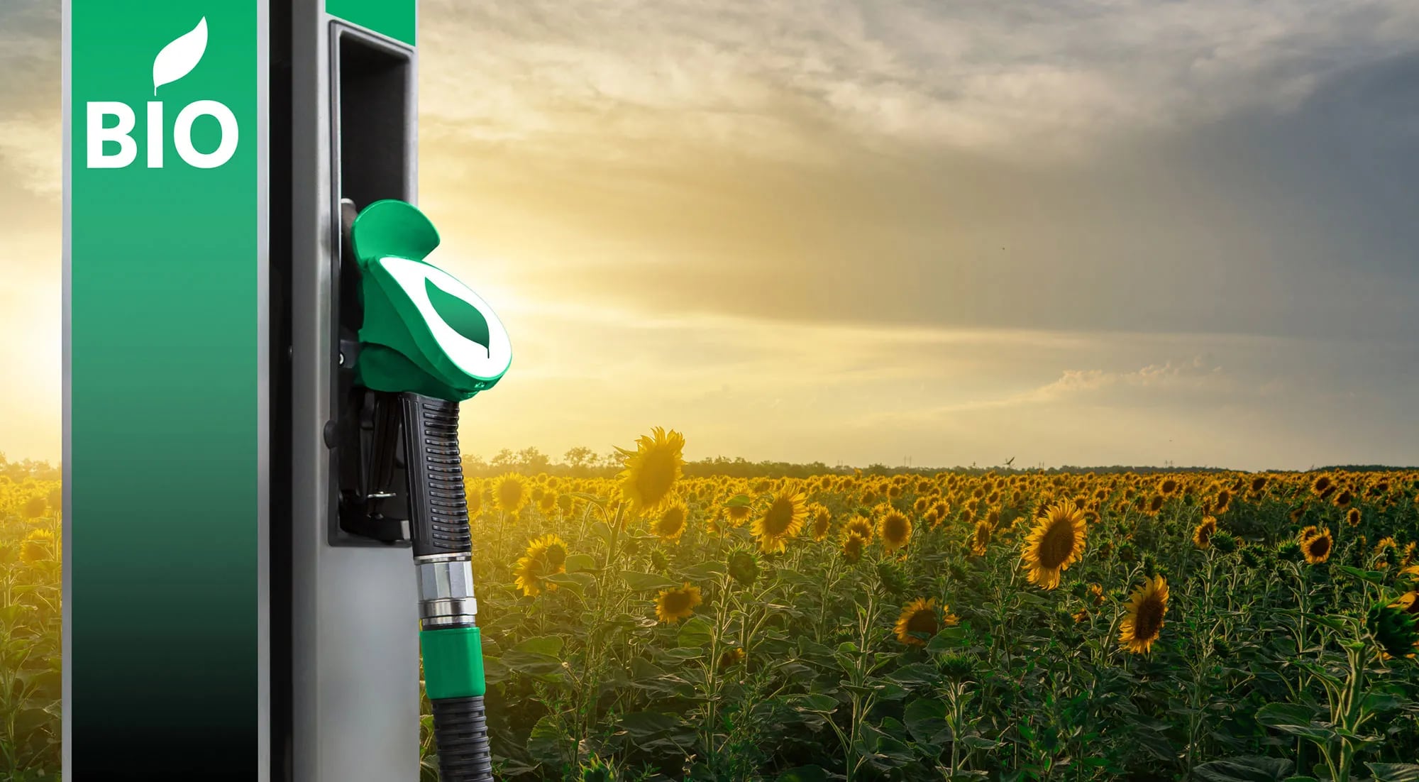 Biocombustibles: ¿cuál es la situación en el país?