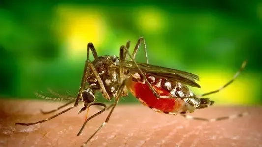 Por qué las personas que se contagian por segunda vez de dengue corren mayor riesgo
