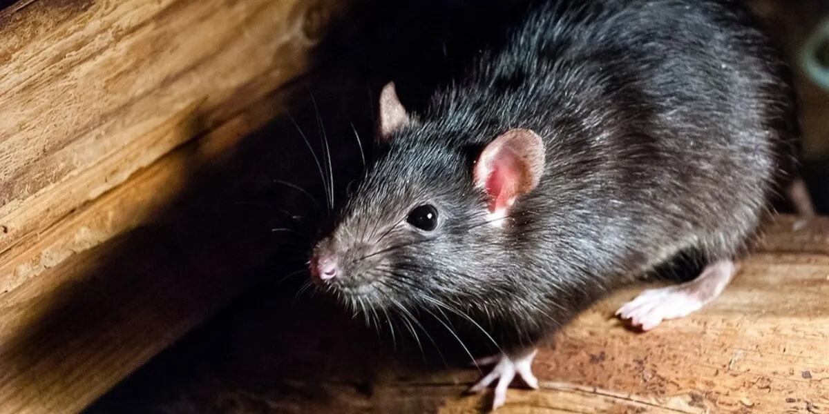 Qué significa soñar con ratas