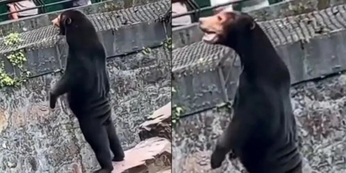 Acusan a un zoológico de China de poner a personas disfrazadas en la jaula de los ojos