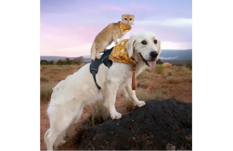 Viral: la tierna amistad entre un gatito y un Golden Retriever (para derretirse de amor).