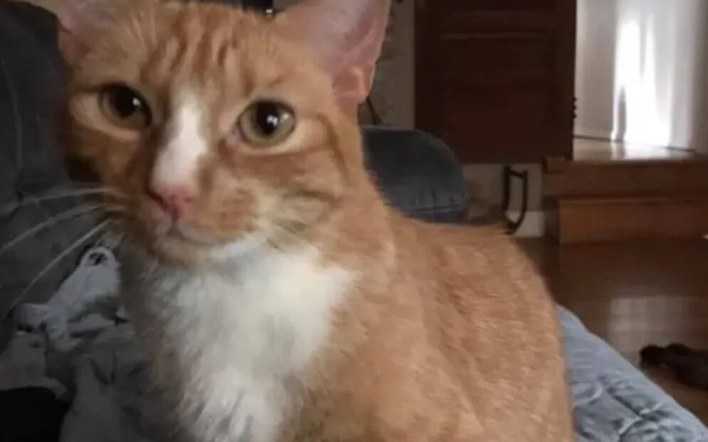 Viral: rescató a un gatito parapléjico que logró ponerse de pie, trepar y jugar