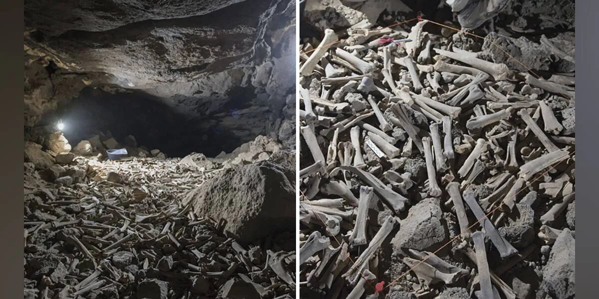 Encontraron miles de huesos en una caverna de hienas: habían hasta cráneos humanos